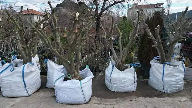 Osmancık'ta Zeytin Yetiştiriciliğine İlgi Her Geçen Gün Artıyor