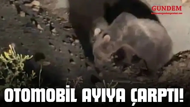 Otomobil Ayıya Çarptı! O Anlar Görüntülendi