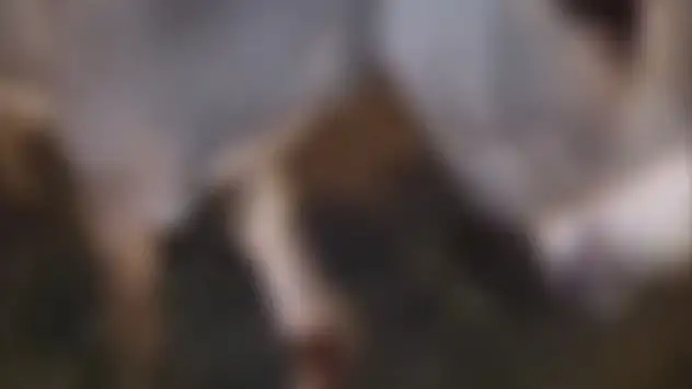 Otomobilin çarptığı eşek yaralandı