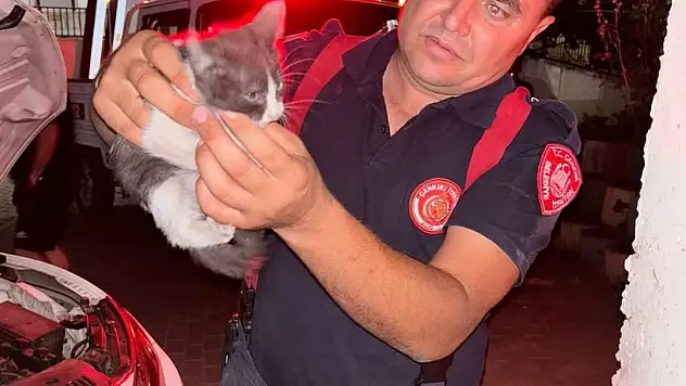 Yavru Kedi Ekipleri Seferber Etti