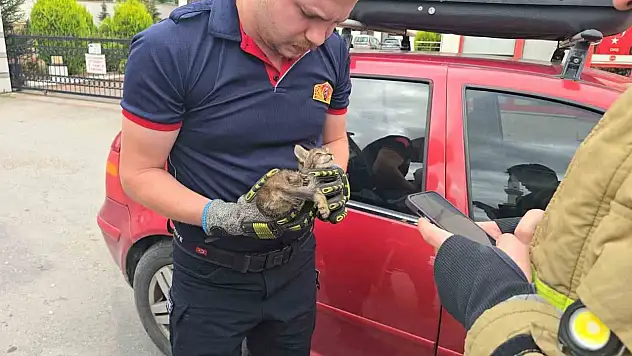 Otomobilin motoruna yavru kedi girdi, telefondan açılan anne kedi sesiyle kurtarıldı