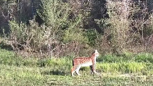 Ovacık'ta Nadir Tür Vaşak Fotokapana Yansıdı