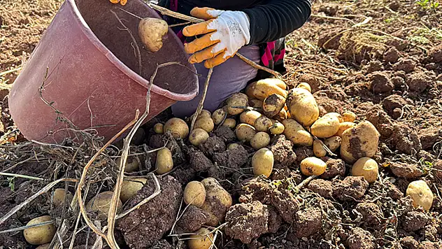 Patates Ekim Makinesi İçin Liste Yayımlandı