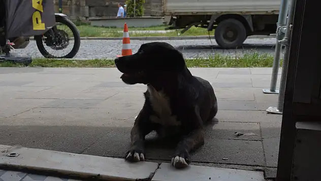 Pati isimli köpek kuryelerle paket servisine çıkıyor