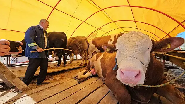 850 Kiloluk Kurbanlık 285 Bin TL'ye Satıldı