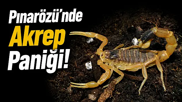 Pınarözü'nde Akrep Paniği!