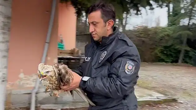 Nesli Tehlike Altında Olan Kızıl Şahin Tedavi Altına Alındı