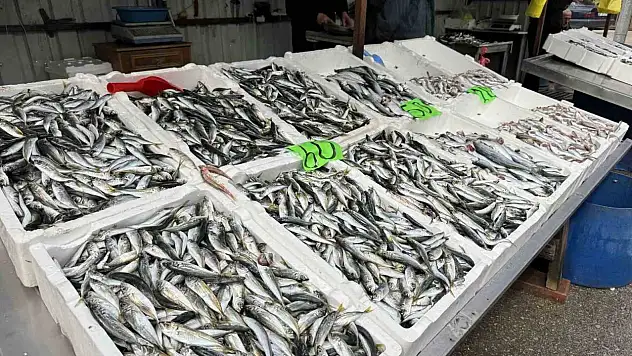 Ramazan'da İstavrit ve Mezgit Yeniden Tezgaha Çıktı