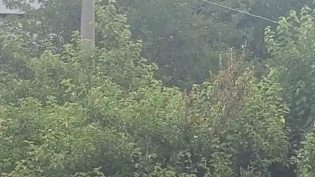 Safranbolu'da karganın 'Allah' diye ses çıkardığı anlar kameraya yansıdı