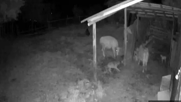 Safranbolu'da kurt sürüsü köye indi: Hayvanları kurtarmak için gece nöbeti tutuyorlar
