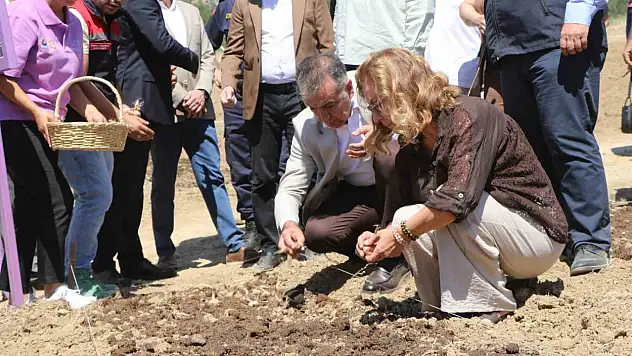 Safranova'da 7 dekarlık alana 500 kilo safran soğanı dikildi