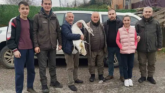 Sahil Kenarında Bulunan Kuğu Koruma Altına Alındı