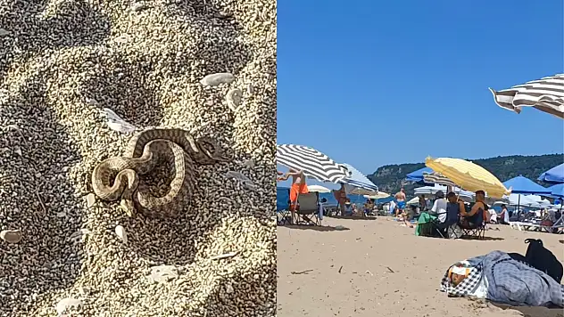 Sahilde görülen yılan paniğe neden oldu