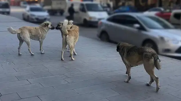 Sahipsiz Hayvanlara Yönelik Denetim Yapılacak