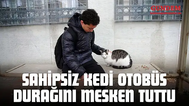 Sahipsiz Kedi Otobüs Durağını Mesken Tuttu