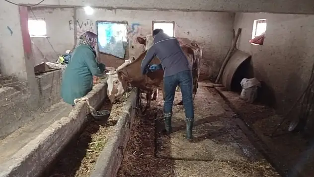Şap Aşı Uygulamaları Aralıksız Sürüyor