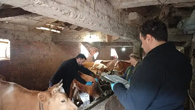 Şap Aşılama Çalışmaları Başladı