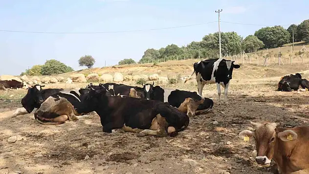 Şap Hastalığı İçin Önlem Alındı