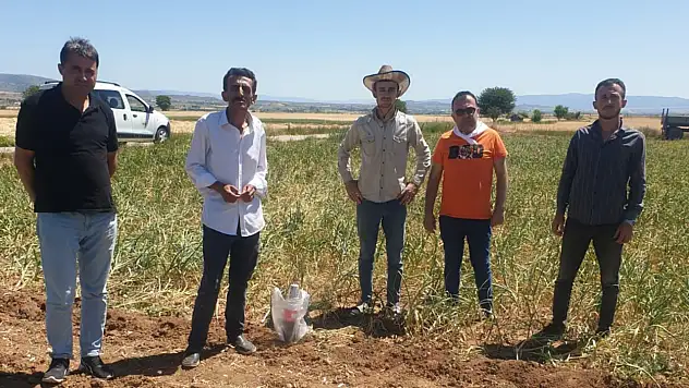 Sarımsakta Hasat Başladı