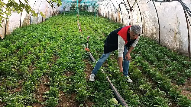Sebze Üretim Alanlarını İncelediler