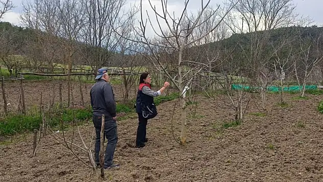 Sera Ve Meyve Bahçelerinde Saha İncelemeleri Devam Ediyor
