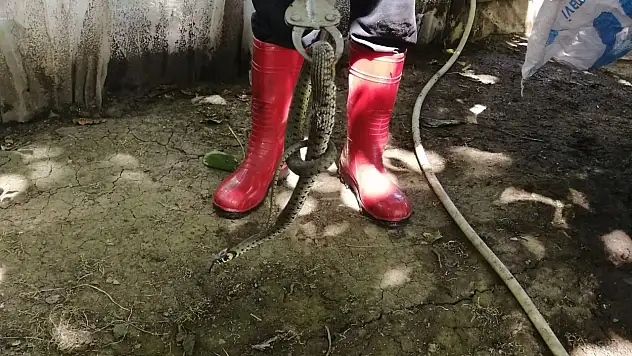 Seraya giren su yılanı korkuya neden oldu