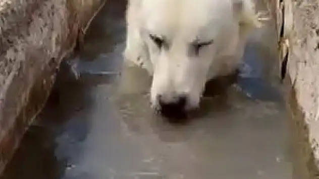 Sıcaktan Bunalan Köpek Yalağa Girerek Serinledi