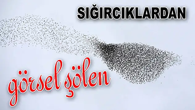 Sığırcıklardan Görsel Şölen