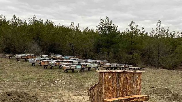 Sinop'a Bal Ormanı