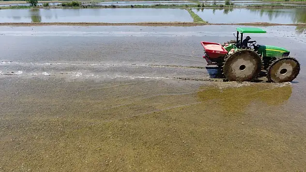 Sinop çeltiğinde tohumlar suyla buluşacak