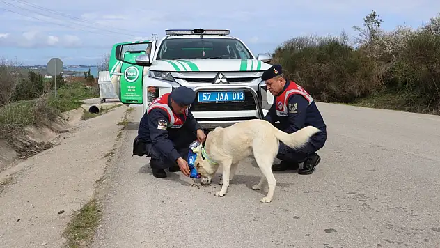 Sinop HAYDİ sokak hayvanlarını unutmadı