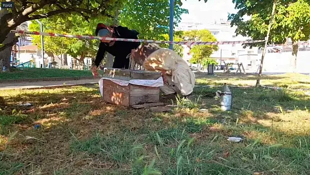 Arılar Ağaca Oğul Verdi