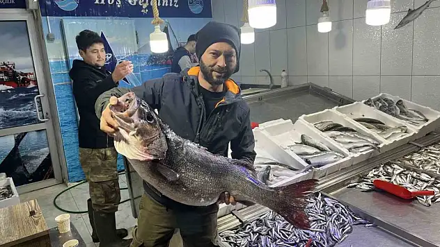 13 Kiloluk Dev Levrek Yakalandı