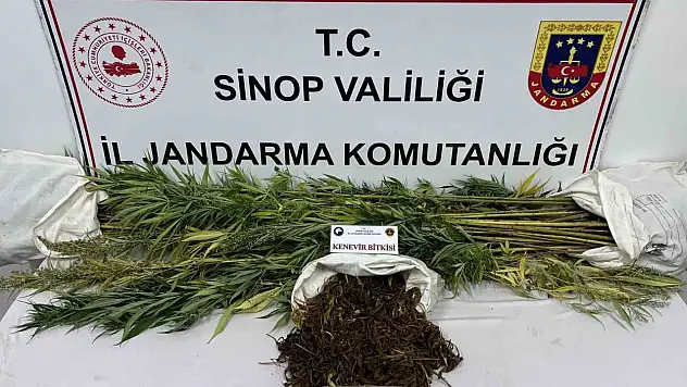 Sinop'ta 425 Gram Kubar Esrar Ve 56 Kök Kenevir Bitkisi Ele Geçirildi