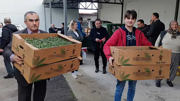 Sinop'ta 530 seracıya 61 bin 890 sebze fidesi dağıtıldı