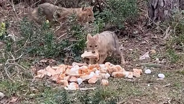 Aç Kalan Çakallar, O Şehirde Bayat Ekmekle Karnını Doyurdu!