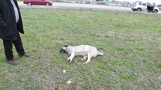 Aracın Çarptığı Köpek Telef Oldu