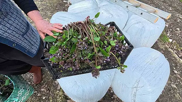 Sinop'ta Bahar Aylarının Lezzeti