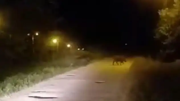Sinop'ta Domuzlar Şehre İndi