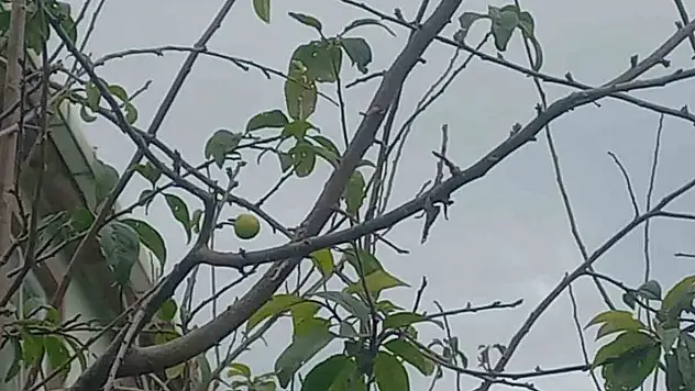 Sinop'ta Erik Ağacı Kışın Meyve Verdi