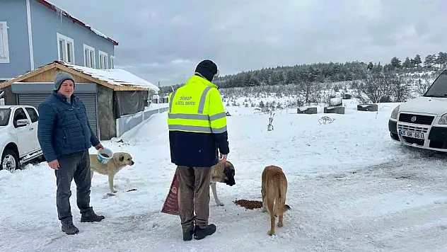 Sinop'ta Evcil Ve Yabani Hayvanlara Yem Desteği