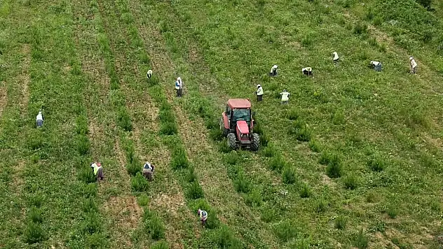 Sinop'ta geleceğin ormanları için bakım seferberliği