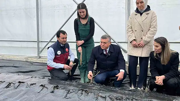 İlk Gül Fidanları Toprakla Buluştu