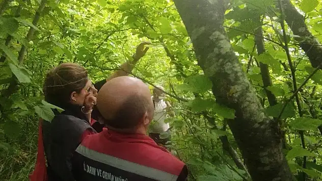 Sinop'ta kahverengi kokarcayla biyolojik mücadele