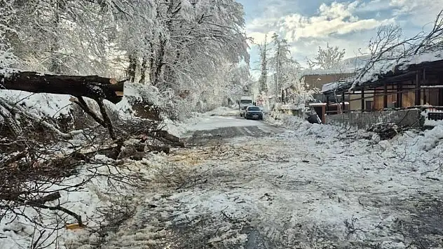 Sinop'ta Kara Yolunda Ağaç Devrildi
