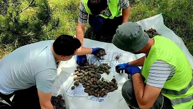 Sinop'ta karaçam ormanları için umut veren tespit