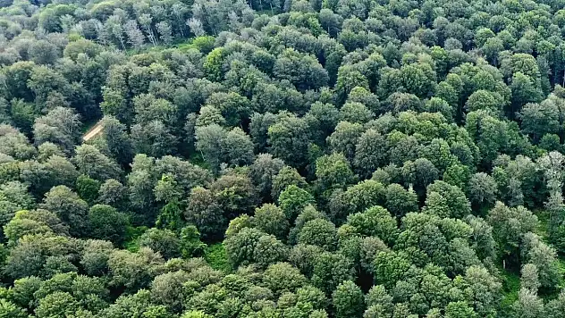 Sinop'ta kayın ormanları için doğal gençleştirme seferberliği