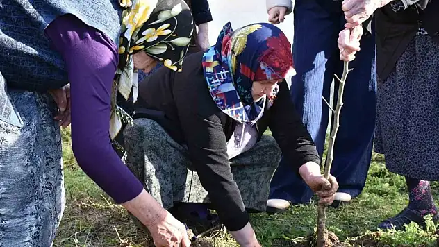 Sinop'ta Kuşaklar Arası Gönül Köprüsü Fidanlarla Kuruldu