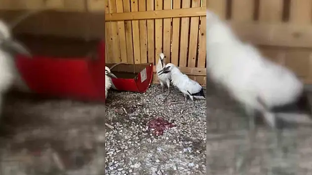 Sinop'ta Leylekler Doğaya Salındı