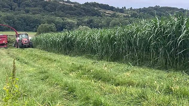 Sinop'ta maralfalfa üretiminde ilk hasat yapıldı
